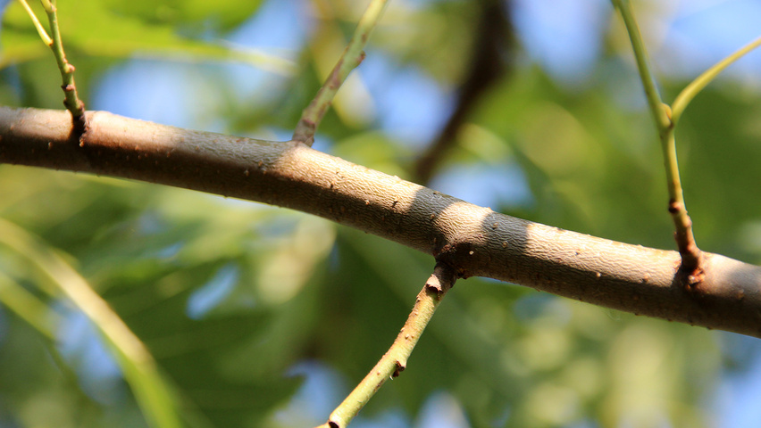 Alnus glutinosa 'Laciniata' Zweige
