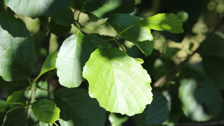 Alnus glutinosa liście