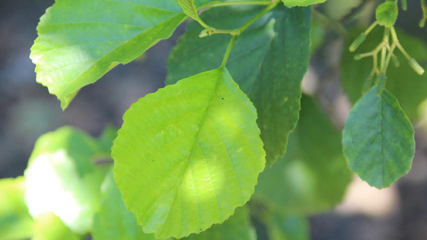 Alnus glutinosa liście