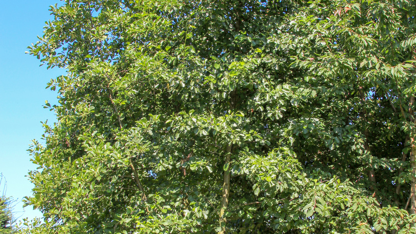 Alnus glutinosa wielopniowy