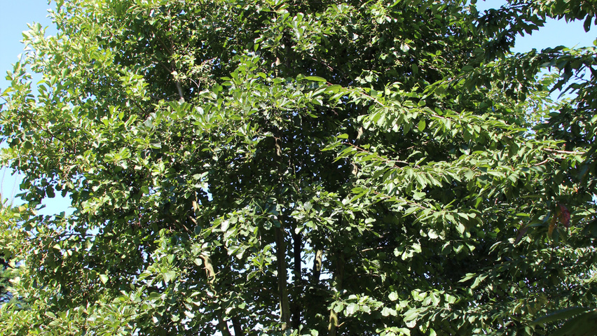 Alnus glutinosa wielopniowy