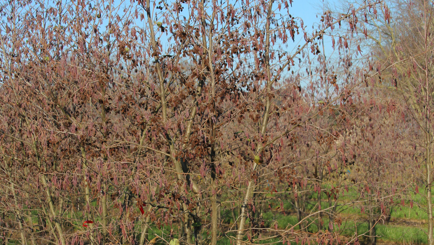 Alnus glutinosa wielopniowy