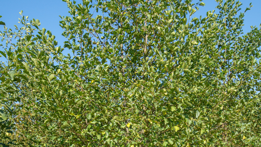 Alnus glutinosa wielopniowy