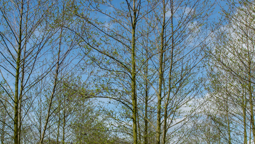 Alnus glutinosa wielopniowy