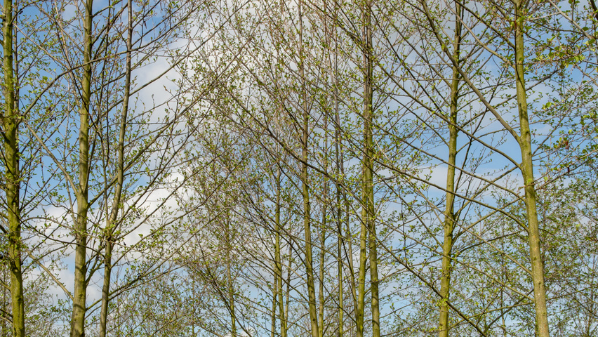 Alnus glutinosa wielopniowy