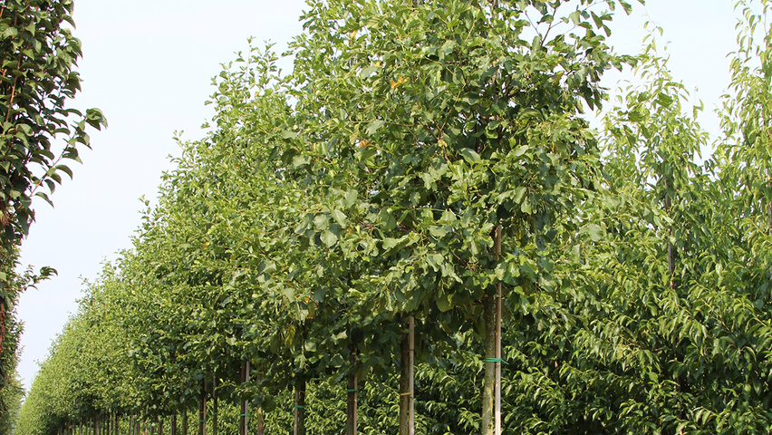 Alnus glutinosa 'Pyramidalis' standard tree