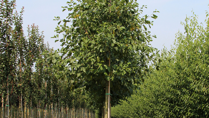 Alnus glutinosa 'Pyramidalis' standard tree