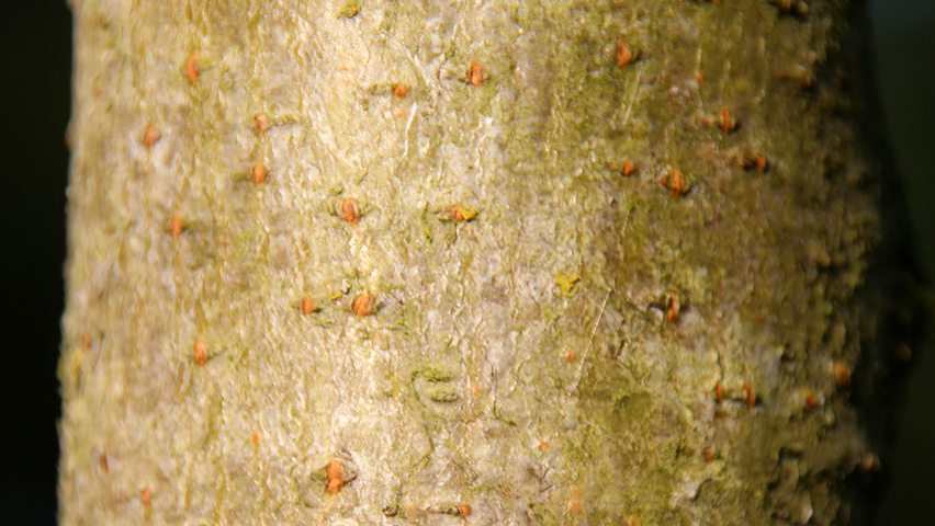 Alnus incana 'Aurea' кора