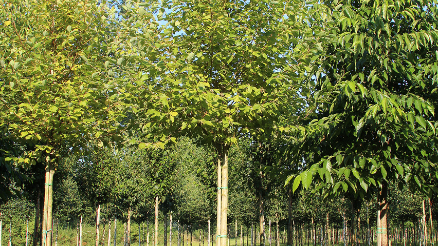 Alnus Incana Aurea Treeebb Online Tree Finding Tool Ebben Alnus Incana Aurea Standard Tree