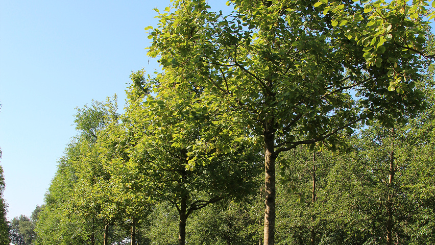 Alnus Incana Aurea Treeebb Online Tree Finding Tool Ebben Alnus Incana Aurea Standard Tree