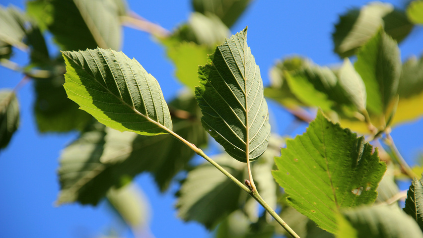 Alnus incana 'Aurea' листья
