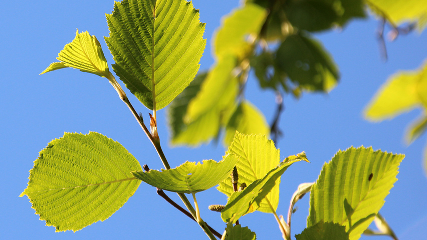 Alnus Incana Aurea Treeebb Online Tree Finding Tool Ebben Alnus Incana Aurea Leaves