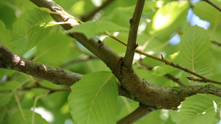 Alnus incana 'Aurea' ветви