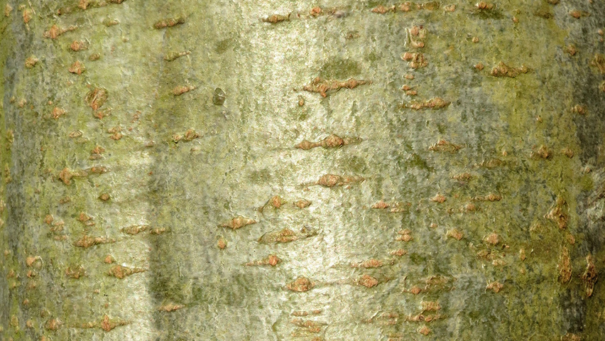 Alnus incana tronc