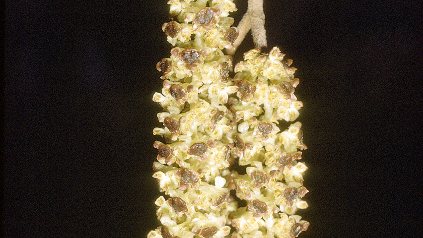 Alnus incana fleurs