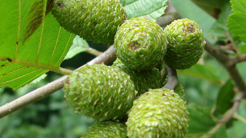 Alnus incana fruits