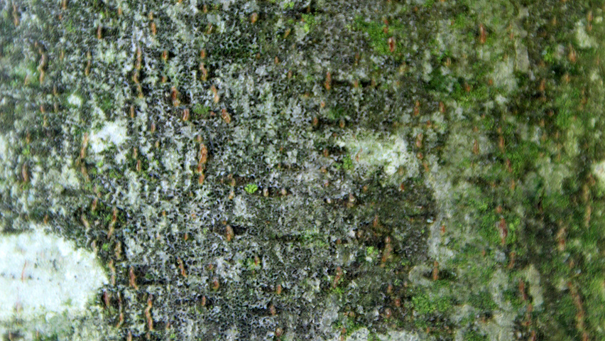 Alnus incana 'Laciniata' кора