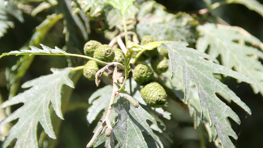 Alnus incana 'Laciniata' плоды