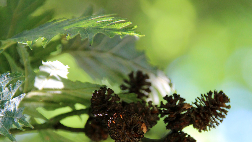 Alnus incana 'Laciniata' плоды