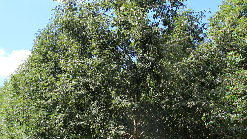 Alnus incana 'Laciniata' Деревья с высоким стволом (стандарт)