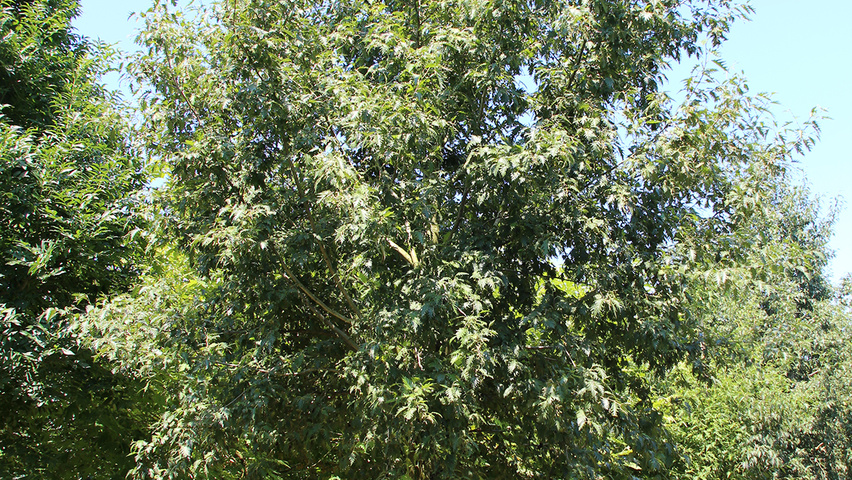 Alnus incana 'Laciniata' Деревья с высоким стволом (стандарт)