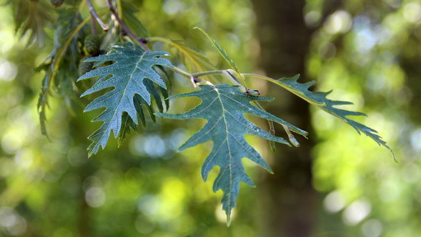 Alnus incana 'Laciniata' листья