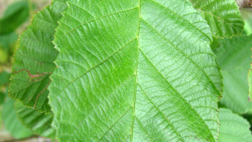 Alnus incana Feuilles