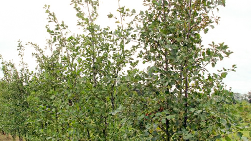 Alnus incana multi-troncs