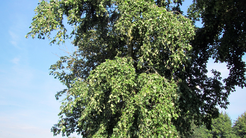 Alnus incana 'Pendula' caractéristiques