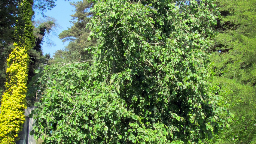 Alnus incana 'Pendula' caractéristiques