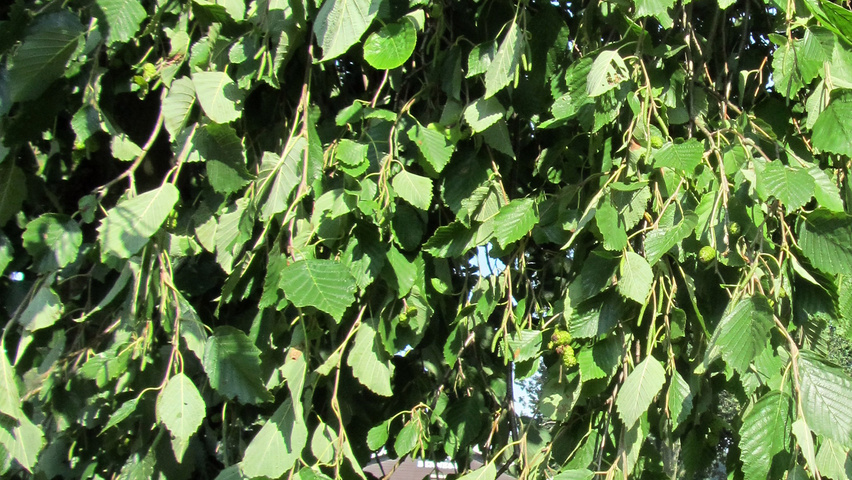 Alnus incana 'Pendula' Feuilles