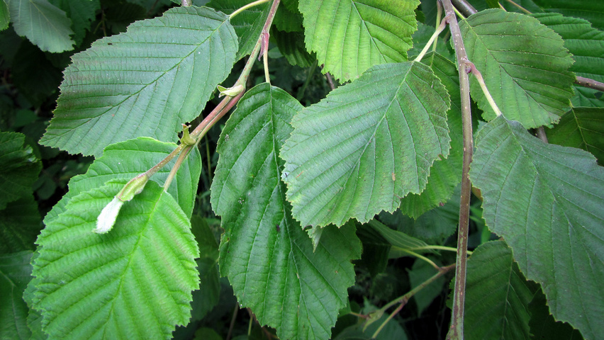 Alnus incana 'Pendula' Feuilles