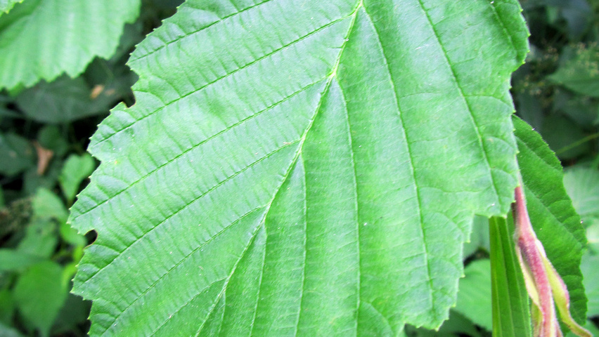 Alnus incana 'Pendula' Feuilles