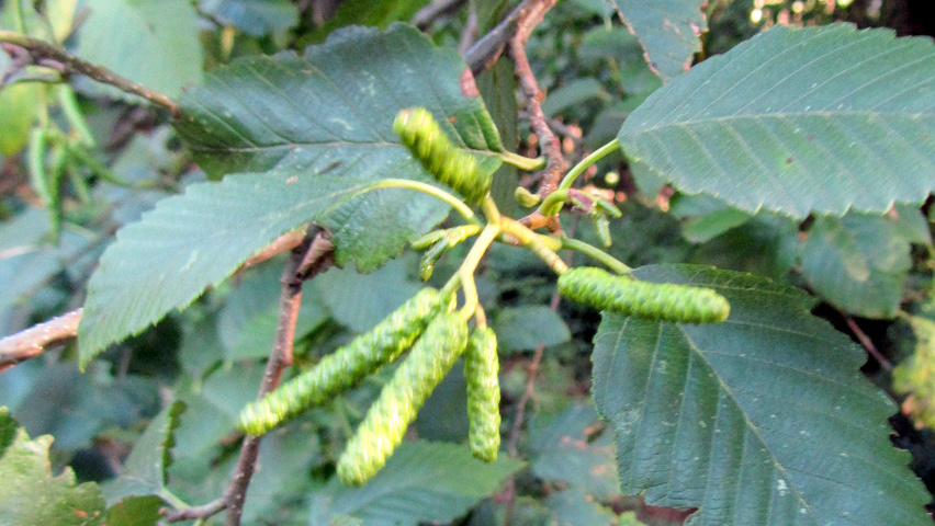 Alnus rubra kwiaty