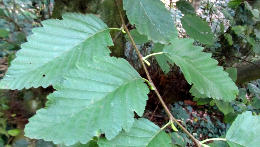 Alnus rubra liście