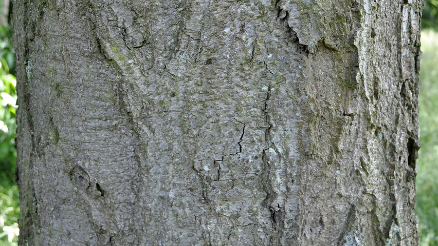 Alnus subcordata 'Oberon' bark