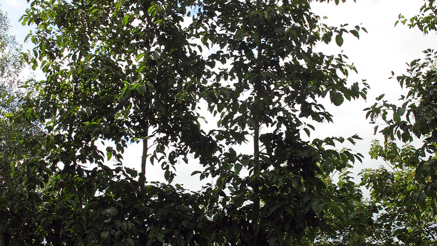 Alnus subcordata 'Oberon' standard tree