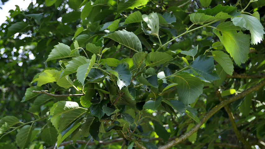 Alnus subcordata 'Oberon' leaves