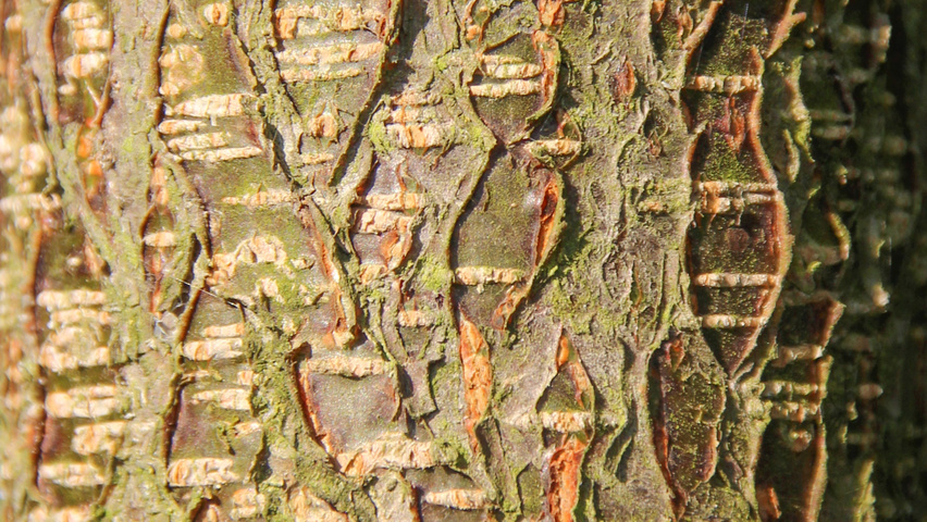 Alnus x spaethii Rinden