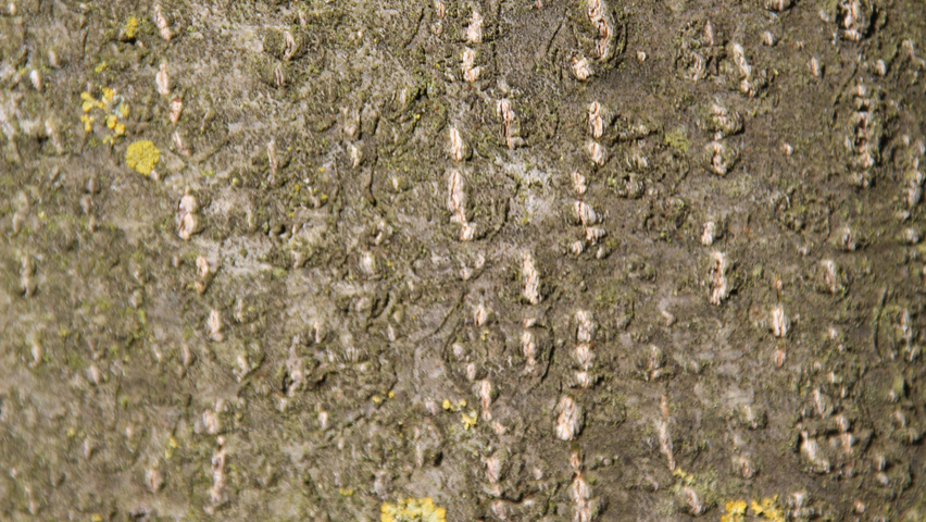 Alnus x spaethii Rinden