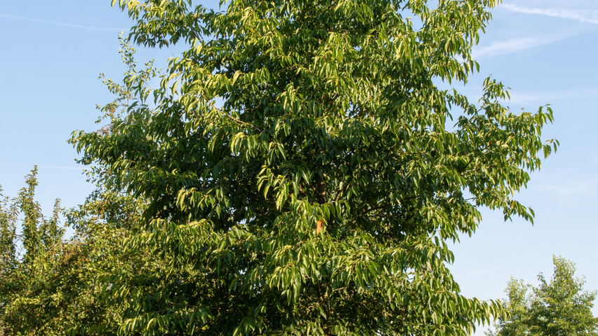 Alnus x spaethii Stammbüsche