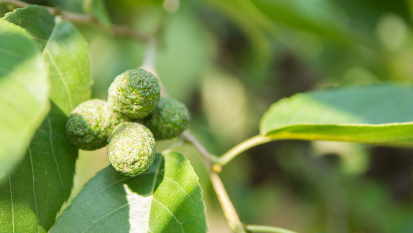 Alnus x spaethii Frucht