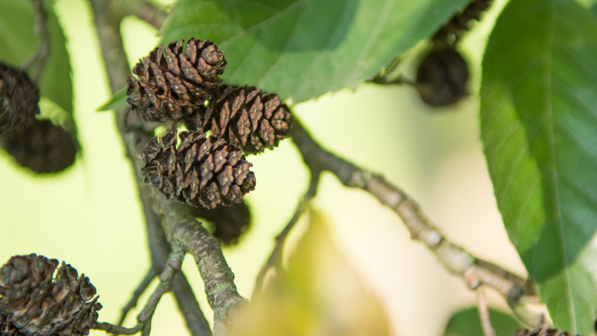 Alnus x spaethii Frucht