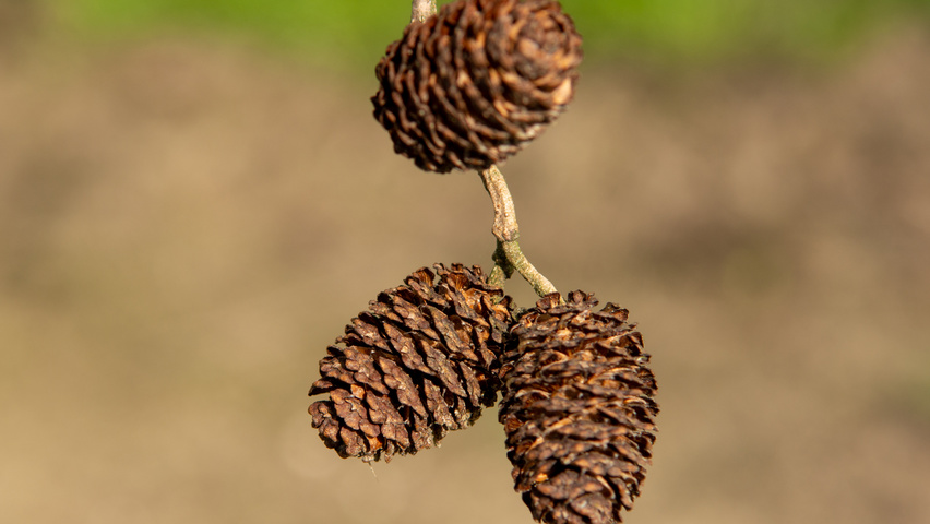 Alnus x spaethii Frucht