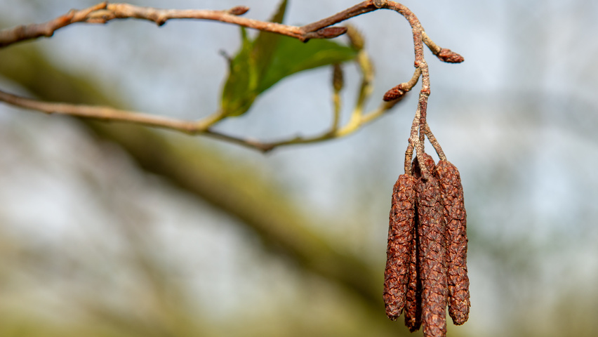 Alnus x spaethii Frucht