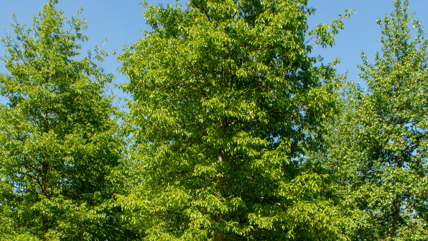 Alnus x spaethii hochstämmig