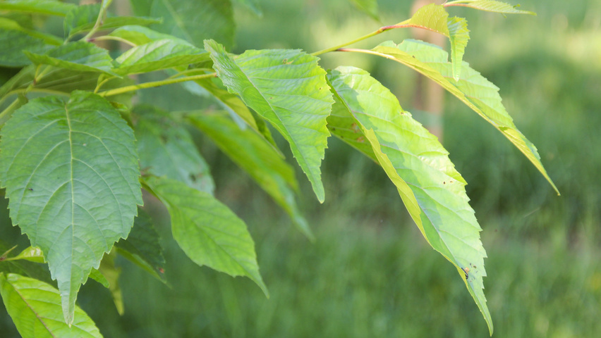 Alnus x spaethii Blatt