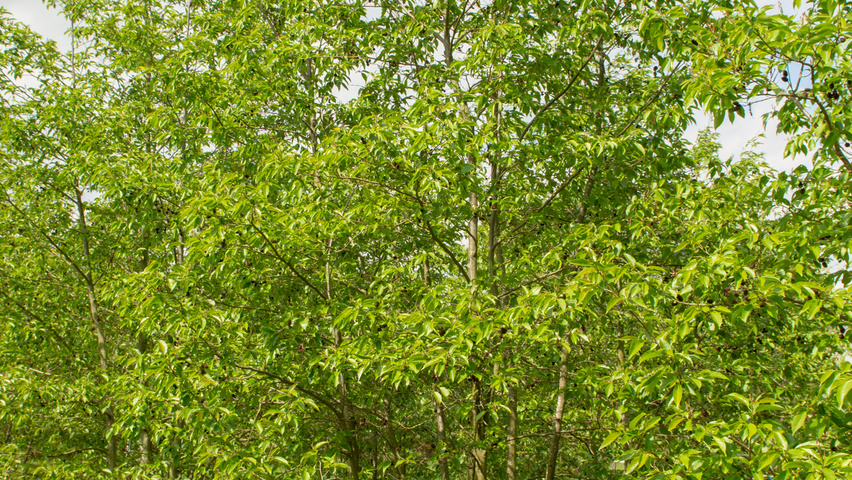 Alnus x spaethii mehrstämmige