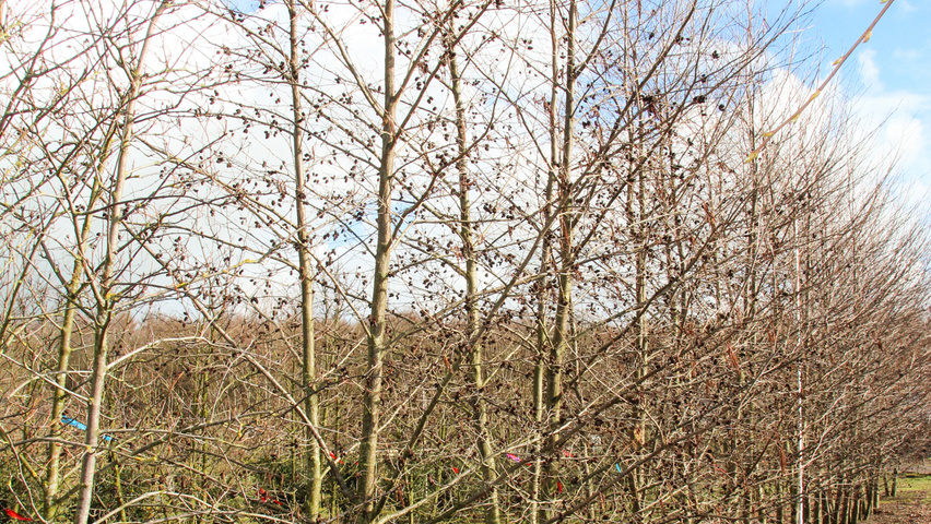 Alnus x spaethii mehrstämmige