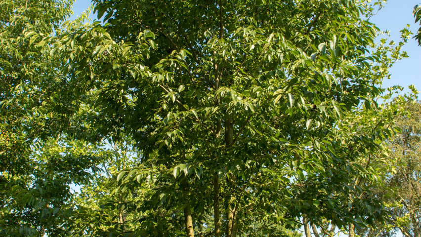 Alnus x spaethii mehrstämmige Schirmform